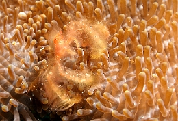 Sipadan_2015_Crabe orang outan_Achaeus japonicus_IMG_2885_rc